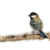 Garden birds
